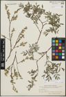 Foto von Salix repens subsp. incubacea (L.) A. Neumann